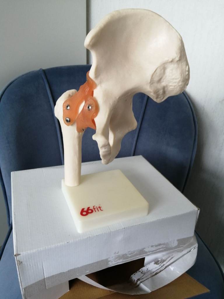 Therapy room skeleton and joints
