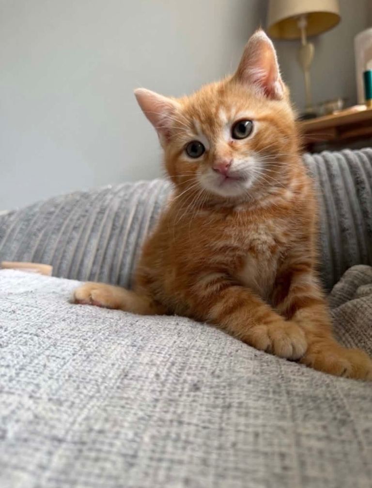Ginger Kitten