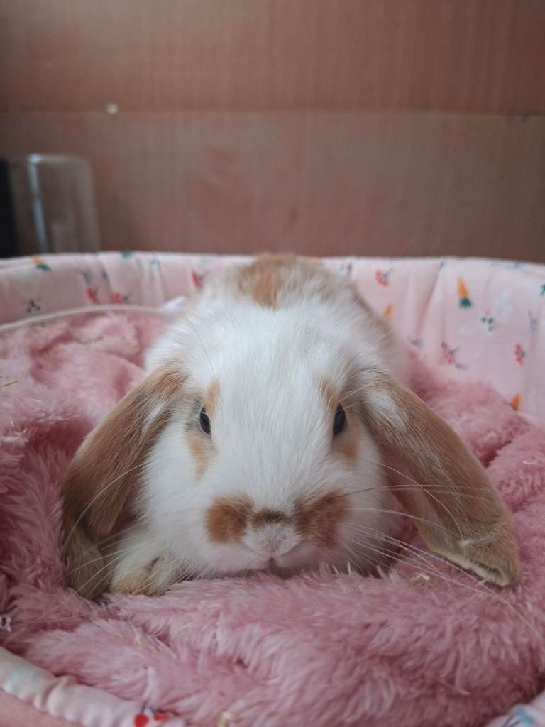 Beautiful 8 week old bunnie 