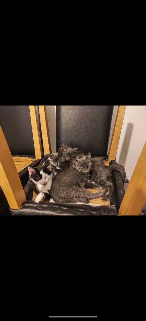 BLUE KITTENS LITTER TRAINED!