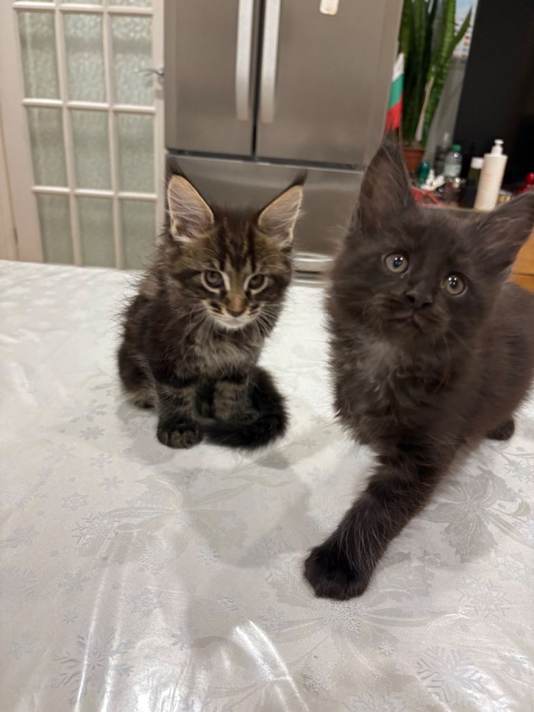 Maine coon