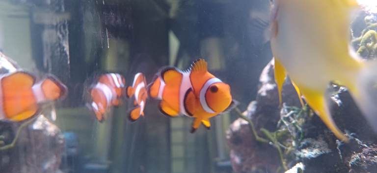 Marine Fish (2 Clownfish, 1 Damsel)