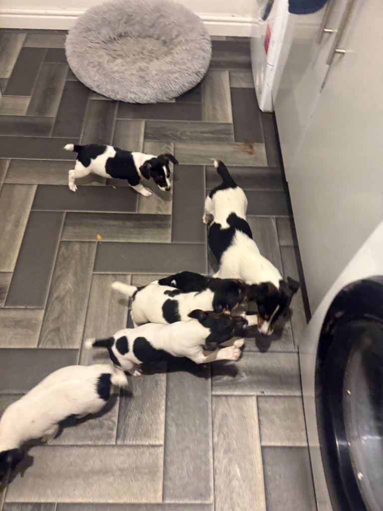 Miniature Jack Russell’s pups