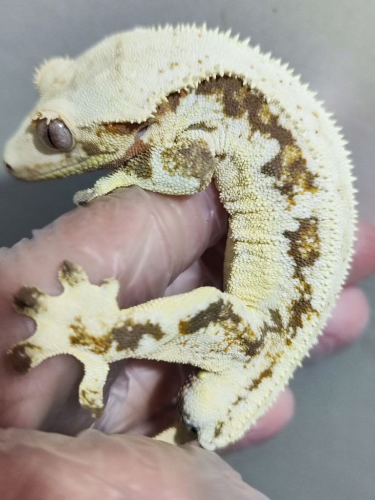 Male Crested gecko