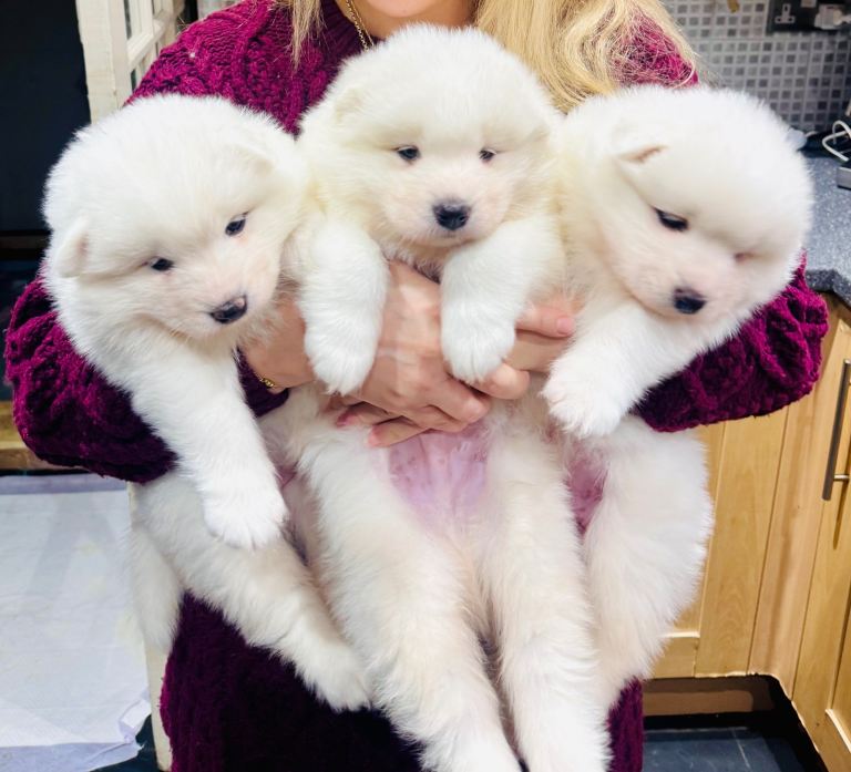 Samoyed puppies 