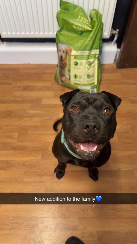 Staffy x shar pei 