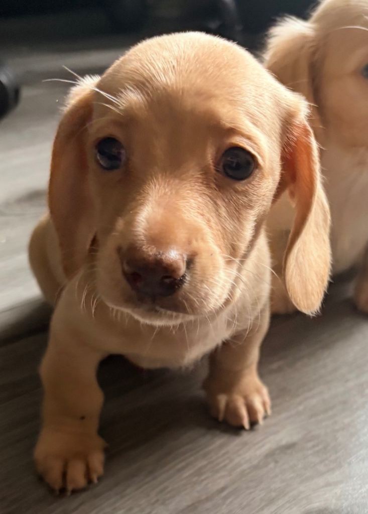 Miniature cream dachshund puppies 