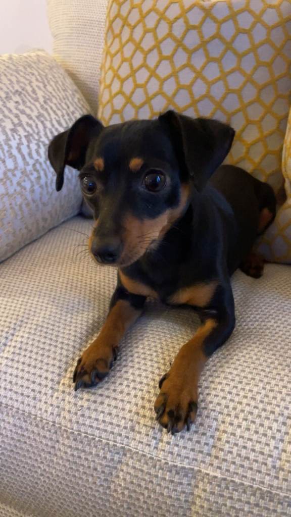 1 year old dachshund cross 