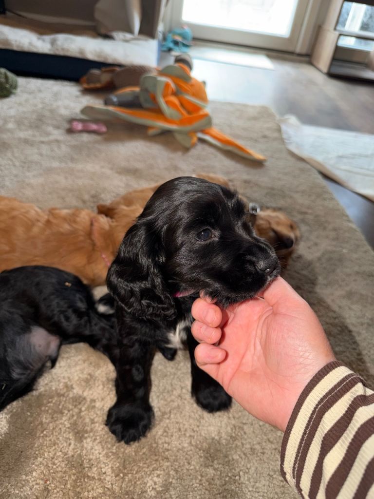 Chunky glossy black male cocker spaniel 