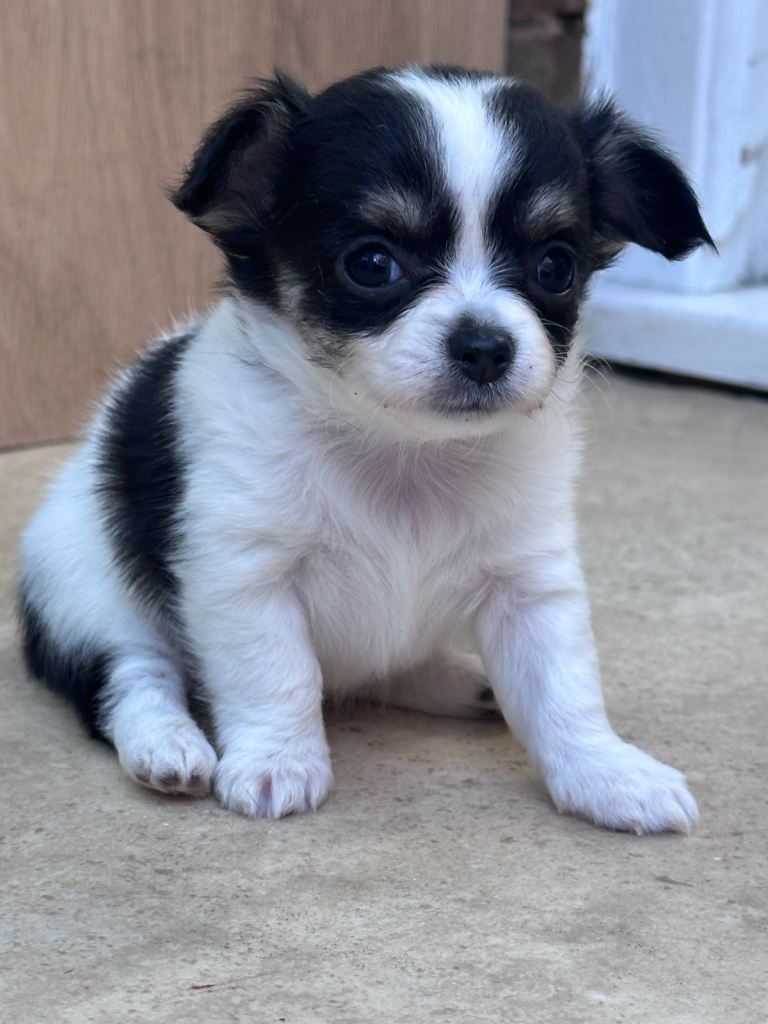 Chihuahuas puppies