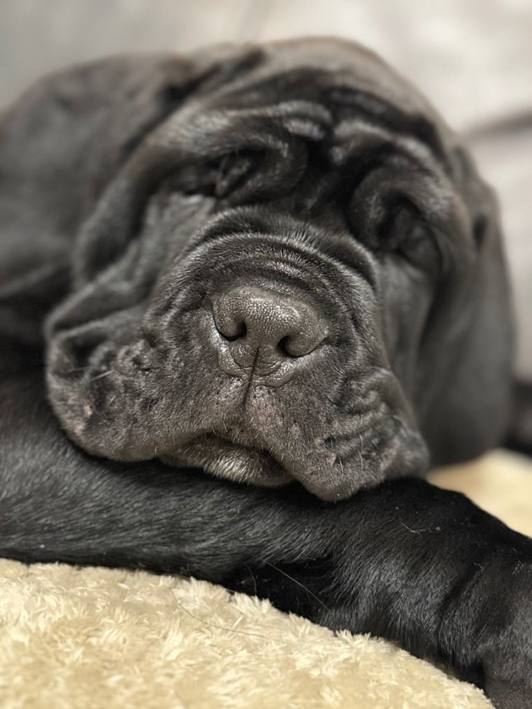 3 Neapolitan mastiff black female puppies Newcastle 