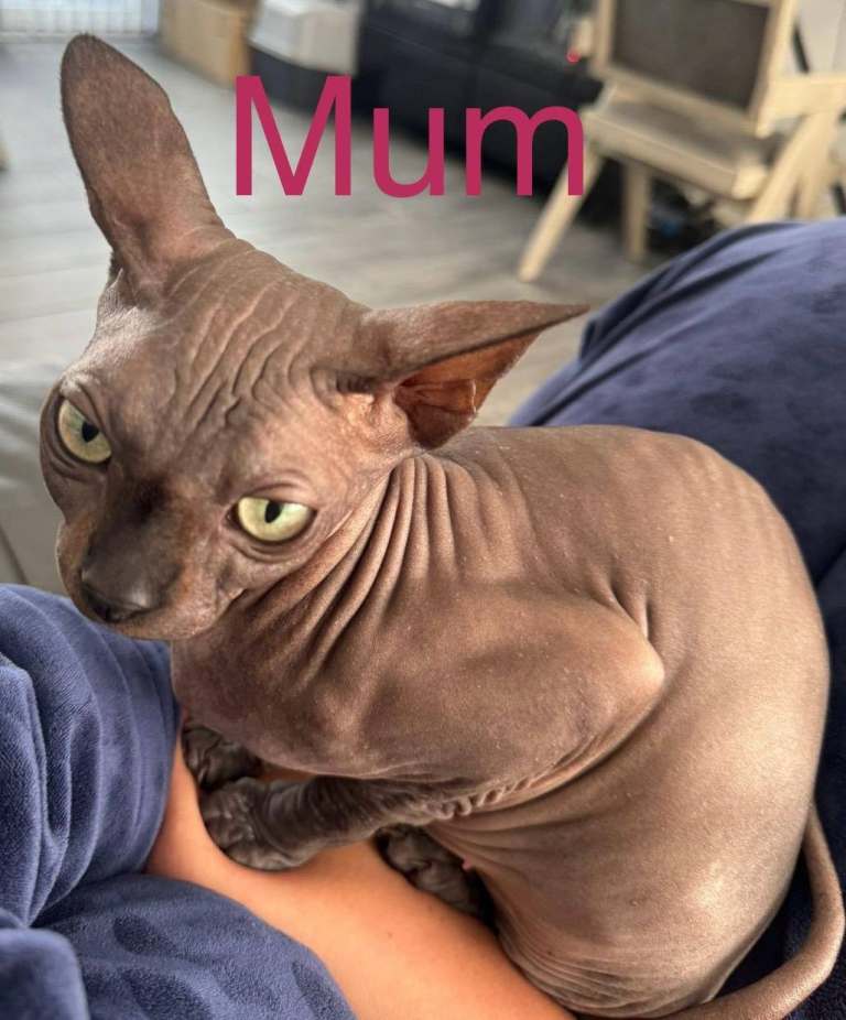 Beautiful sphynx X fury kittens 