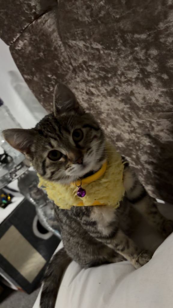 Domestic Shorthair Kitten for rehoming