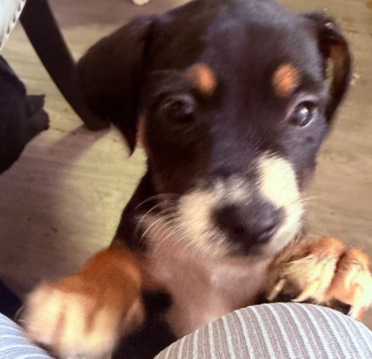 Jack russel 