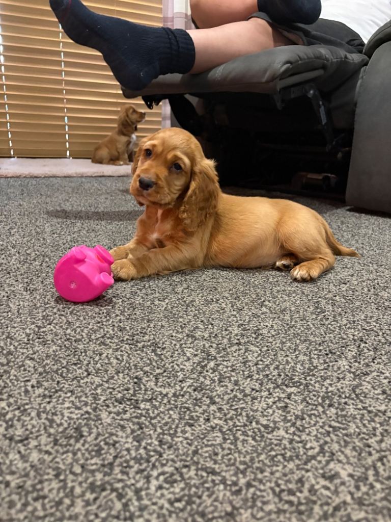 Beautiful Golden Cocker Spaniel Puppies – Ready for Their Forever Homes