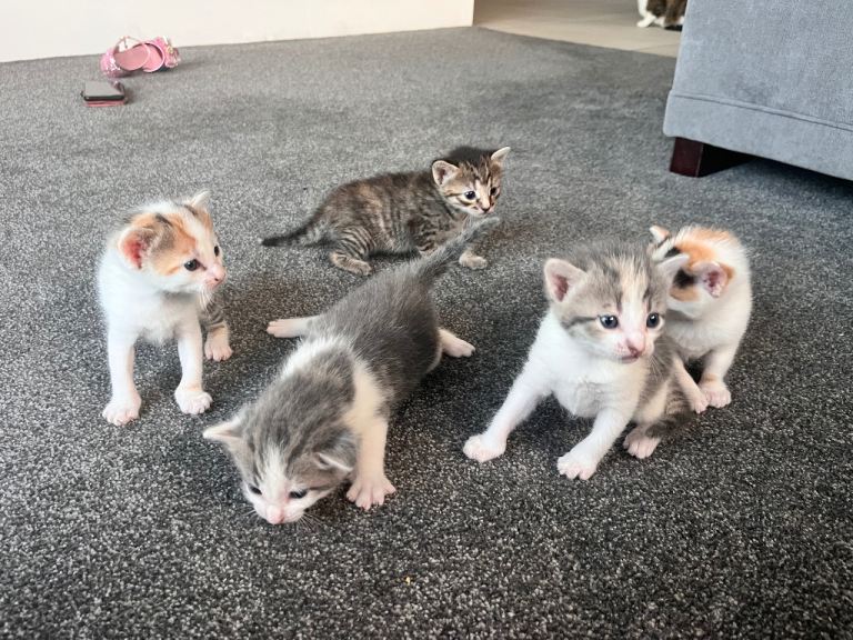 Gorgeous kittens for sale 