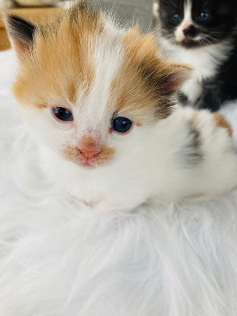Fluffy Long Hair Kittens - 💕 All reserved pending collection 💕