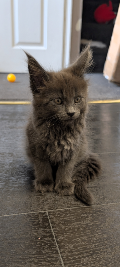 11wk old Maine coon female kitten, with everything she needs