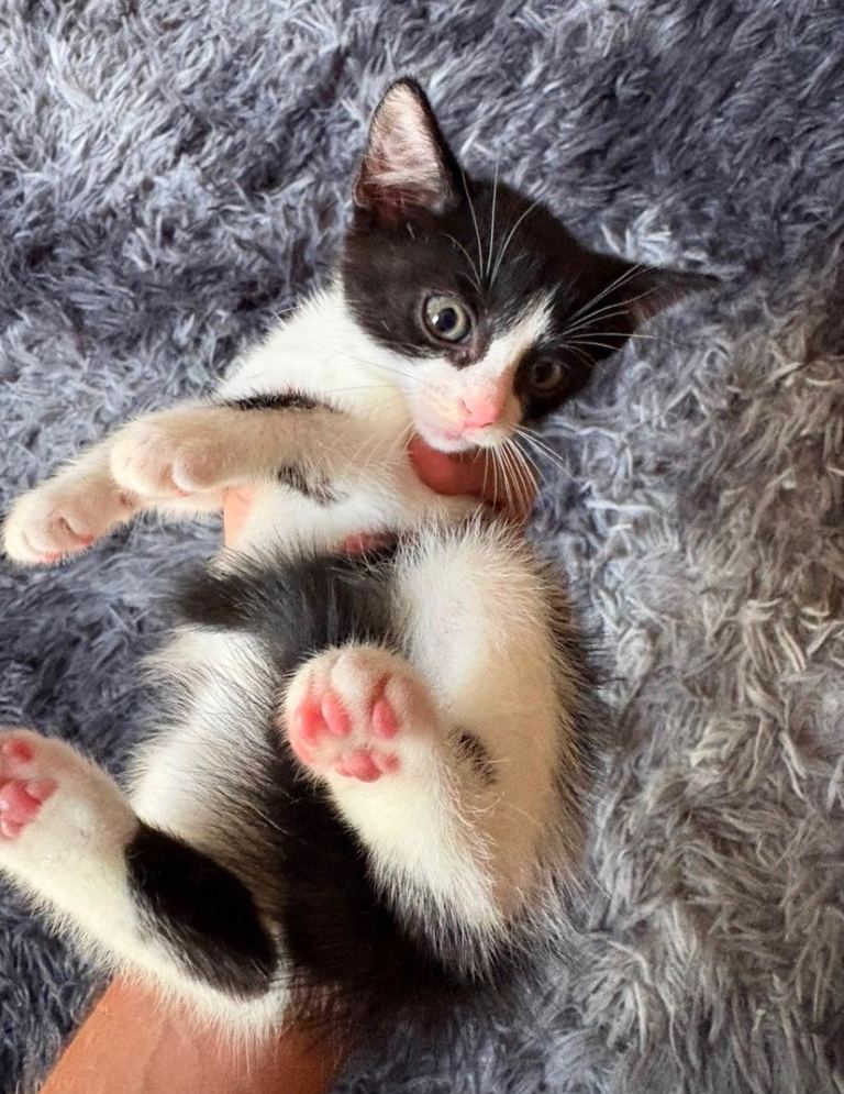 8 weeks old cute kitten