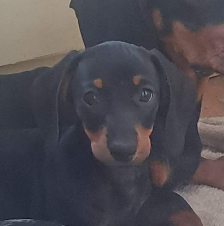 dachshund puppies