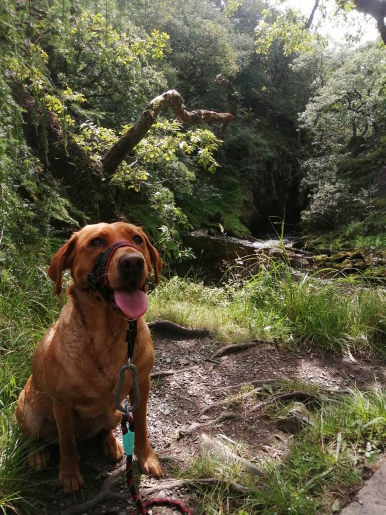 Fox red labrador female 3yr