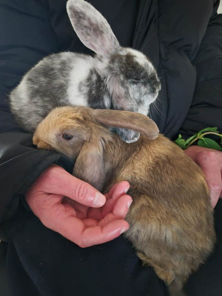 Two male 7 month old rabbits 