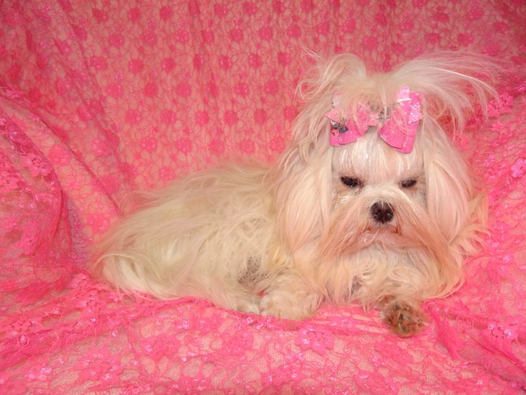 Korean Maltese Girl Looking For Loving Home