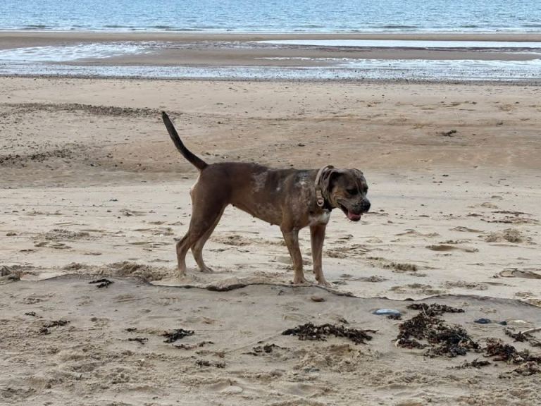 Cane corso x 