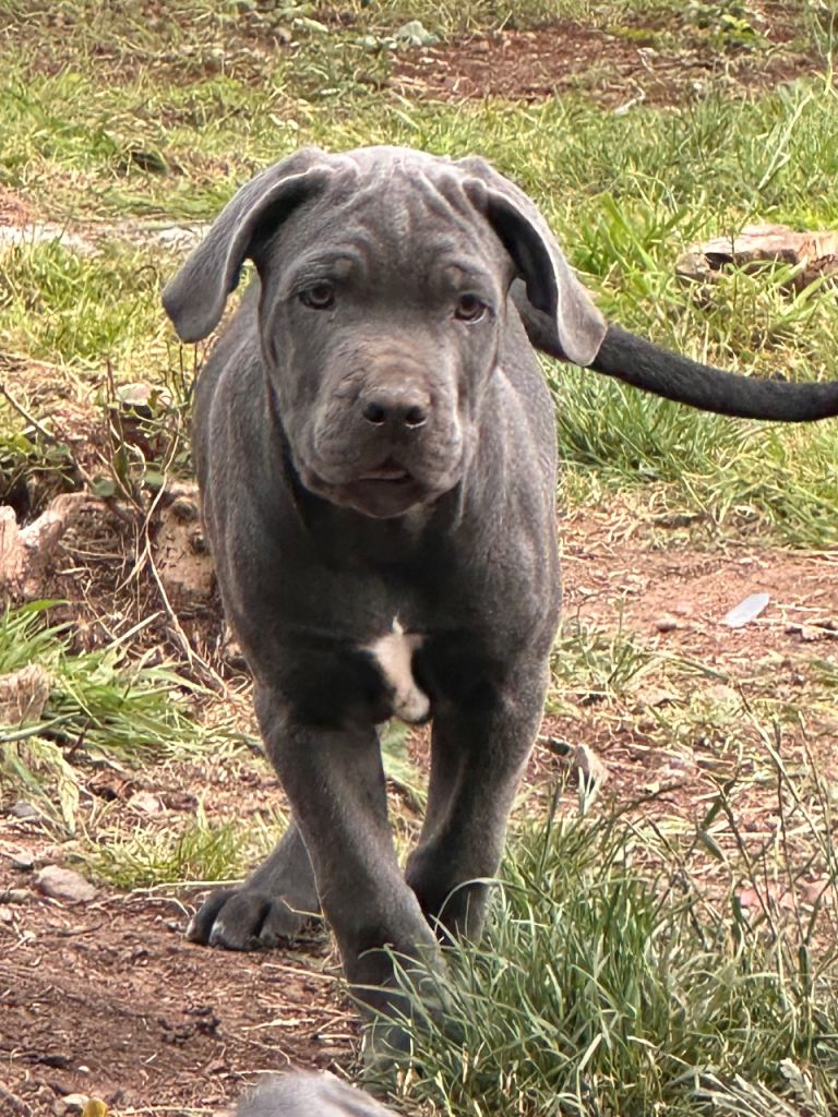 Cane corso puppies 