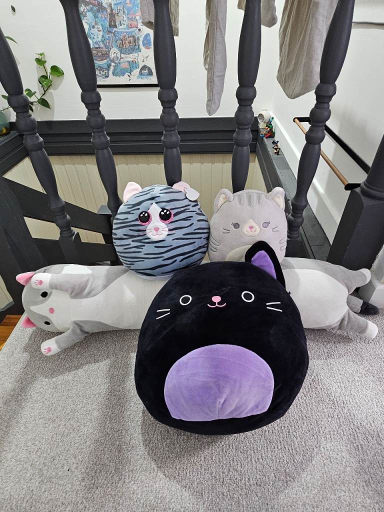 Selecting of cat teddies/squishmallows