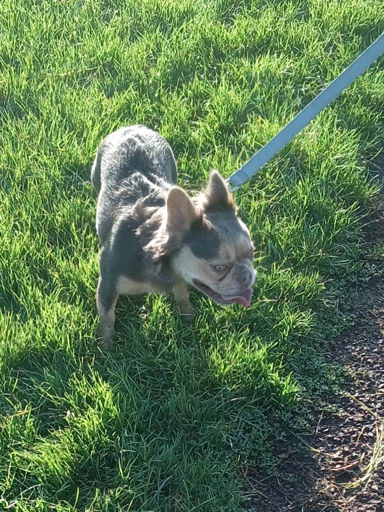 Pedigree Fluffy French Bulldog Girl