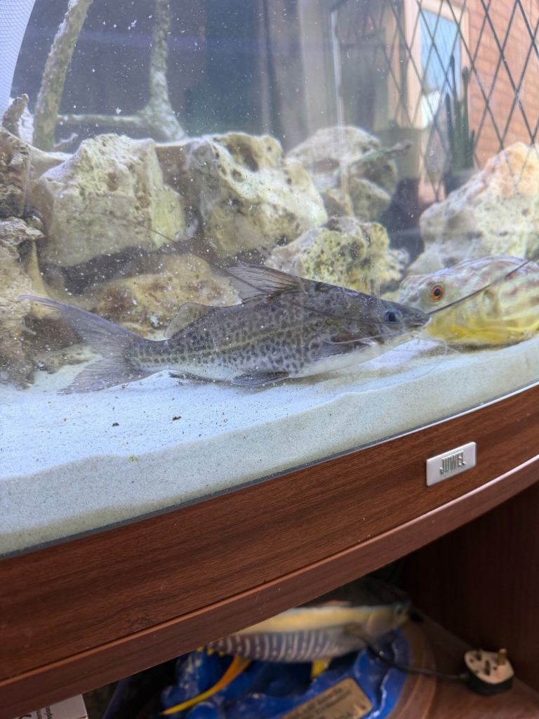 Fish no tank 