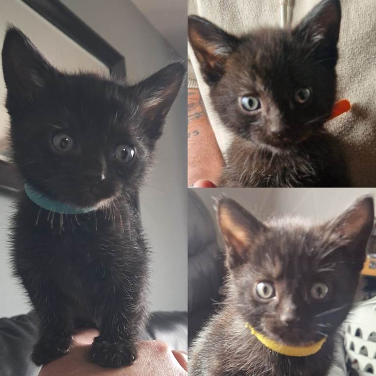 Kittens