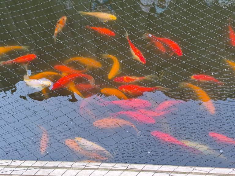 Large red and yellow gold fish