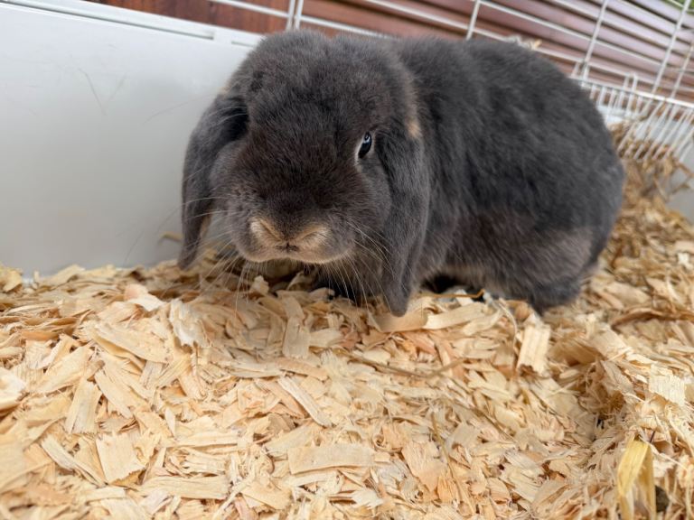 Mini Lop 