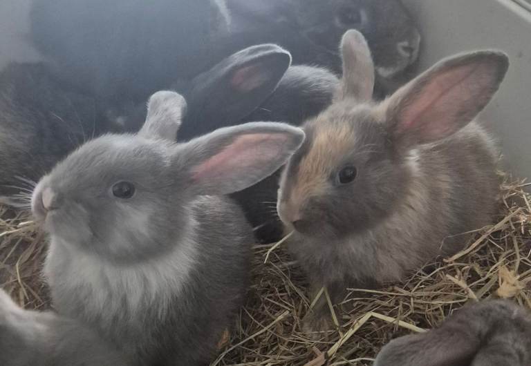 Lion lops ready now