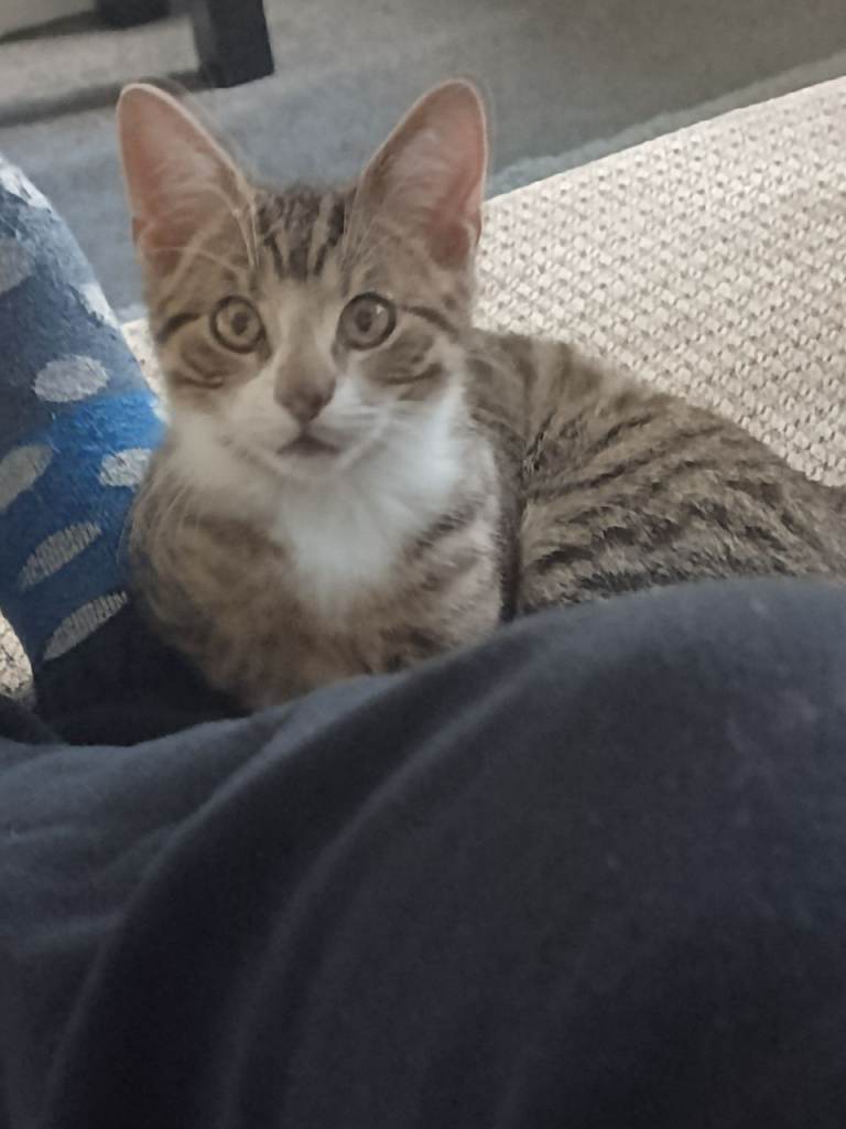 Male tabby kitten 