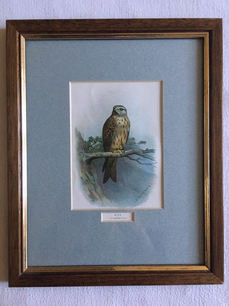 Antique Litho Print by Archibald Thorburn KITE Mounted & Framed