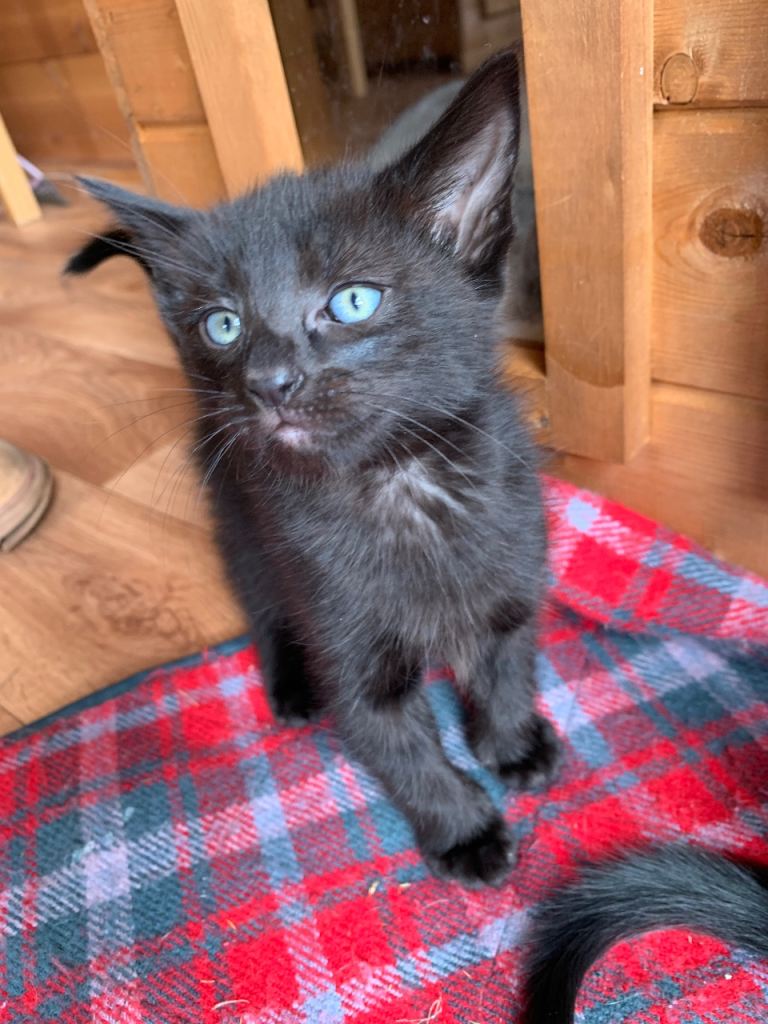 Half Siamese Kittens 