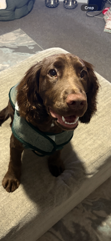 8 month old cocker spaniel 
