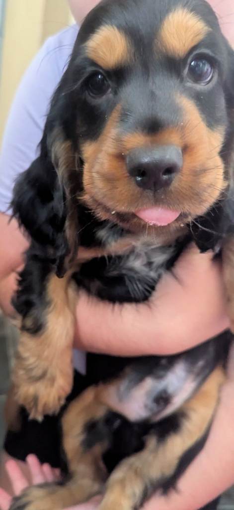 Last remaining male cocker spaniel puppy 