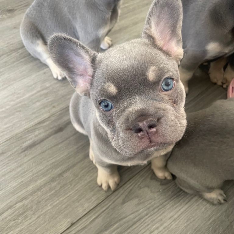 French Bulldog Puppies