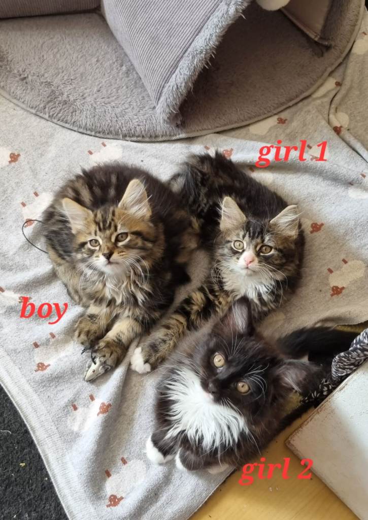 7 kittens looking forward to join new families 