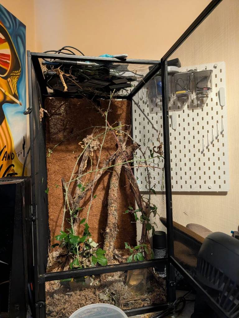 Stick insect enclosure full setup