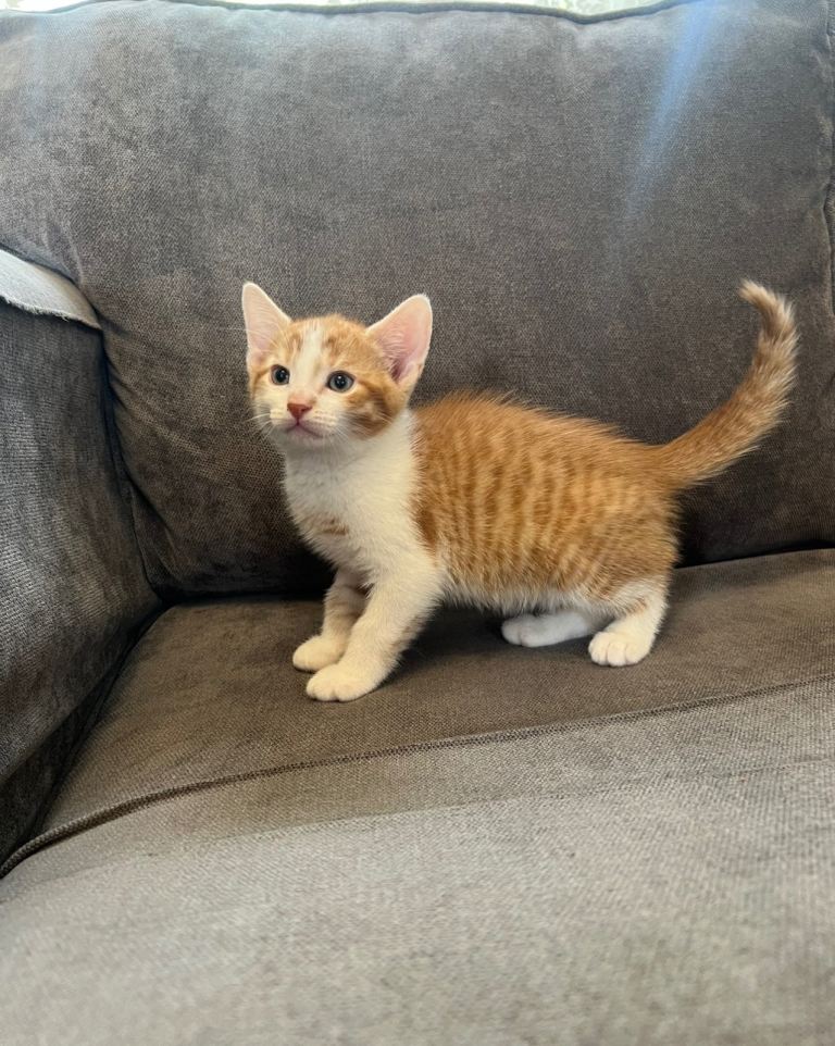 Cute Ginger Boy for Sale