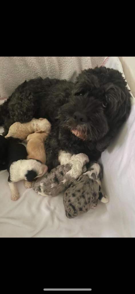Sheepadoodle puppies 