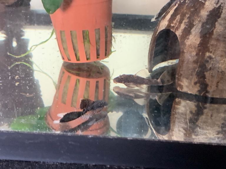 Bristle-nose Plecos 4 for £7