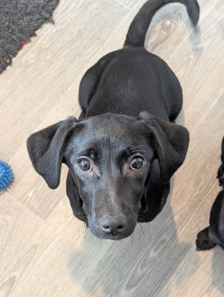 Accidental litter , puppies 