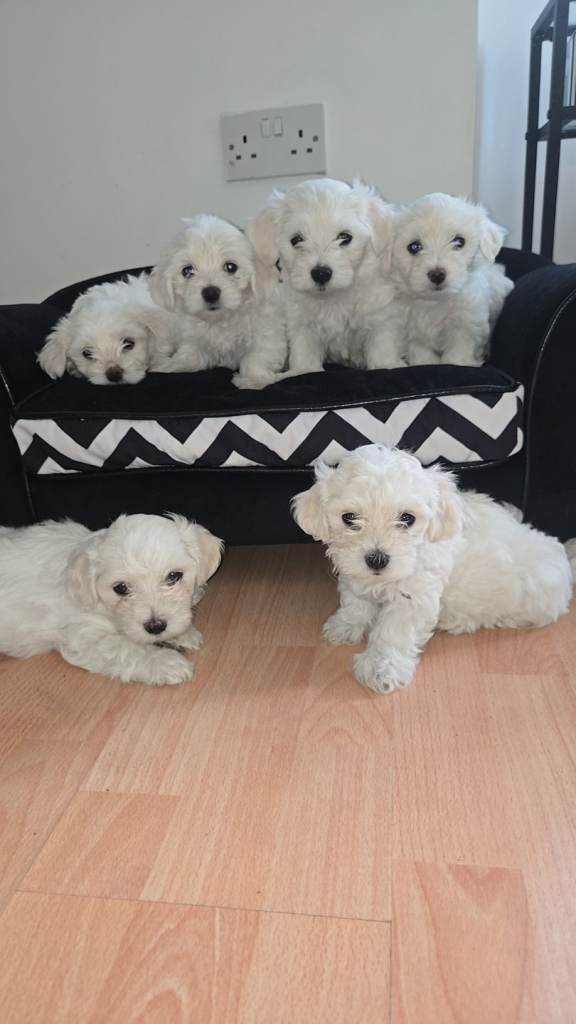Pure Maltese puppies 