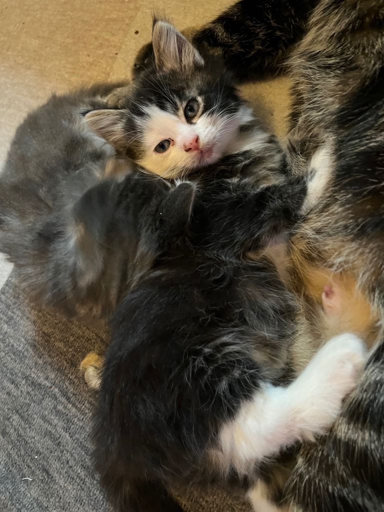  Healthy  Last 1 adorable Norwegian Kittens   